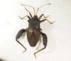 Camptischium clavipes